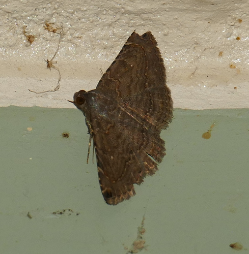 Toxonprucha clientis