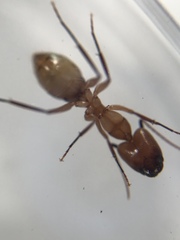 Camponotus zonatus