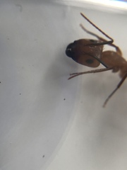 Camponotus zonatus