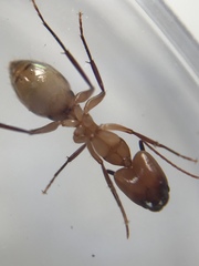 Camponotus zonatus