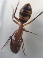 Camponotus zonatus
