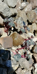 Oxalis loricata