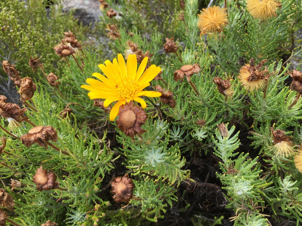 Common Rockdaisy