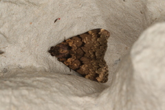 Mormoscopa phricozona