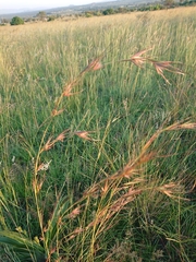Themeda triandra