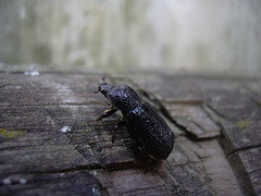 Sinodendron cylindricum