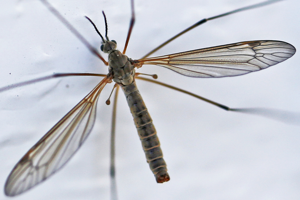 Tipula dejecta