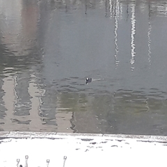 Fulica atra