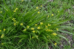 Gagea granulosa
