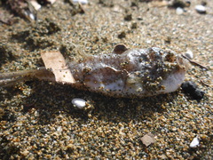 Torquigener flavimaculosus