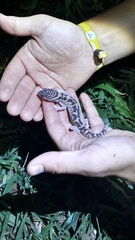 Coleonyx mitratus