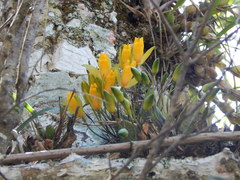 Lycaste aromatica
