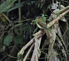 Leptopogon rufipectus