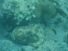 Octopus insularis