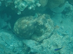 Octopus insularis