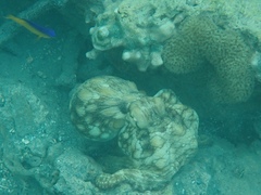 Octopus insularis