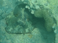 Octopus insularis