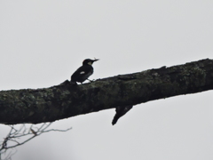 Melanerpes formicivorus flavigula