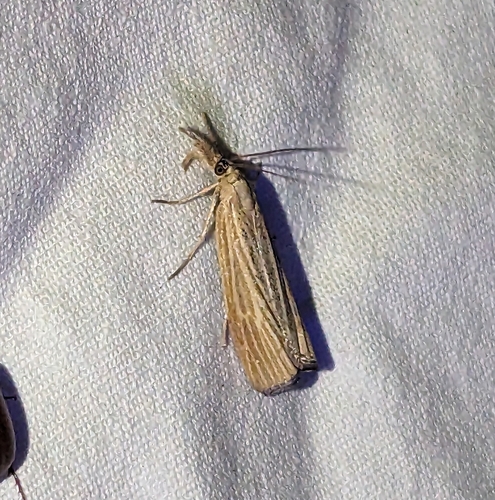Pediasia dorsipunctellus