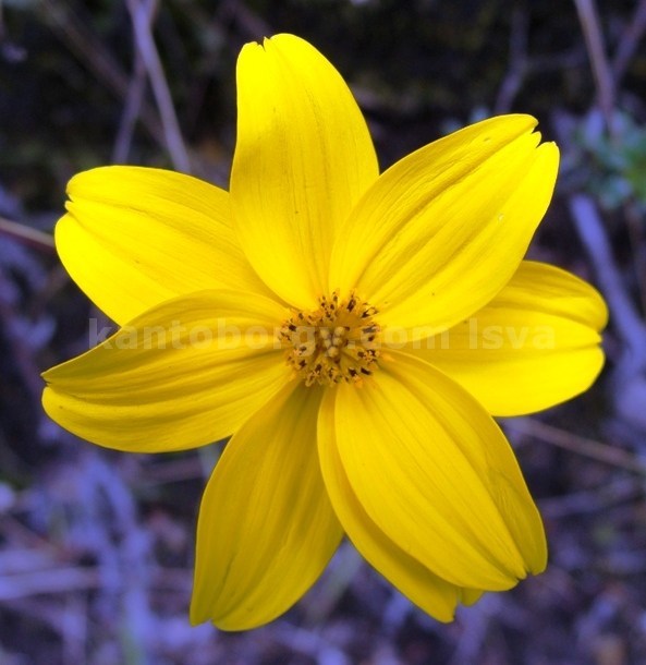 Bidens andicola image