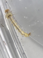 Culex quinquefasciatus