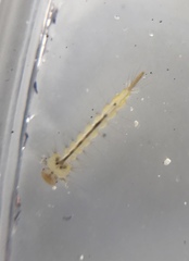 Culex quinquefasciatus