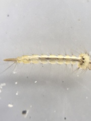 Culex quinquefasciatus