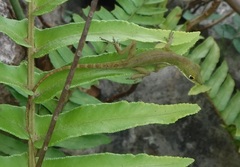 Anolis chlorocyanus