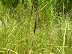 Carex gynandra