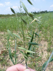 Avena sativa
