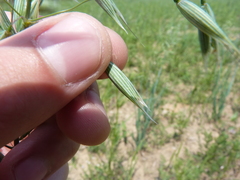 Avena sativa