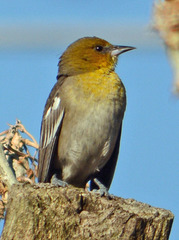 Icterus bullockii