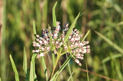 Asclepias longifolia
