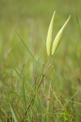 Asclepias longifolia