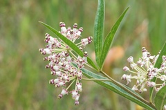 Asclepias longifolia