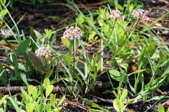 Asclepias michauxii