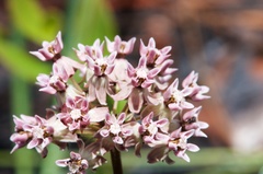 Asclepias michauxii