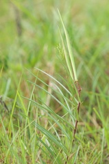 Asclepias michauxii