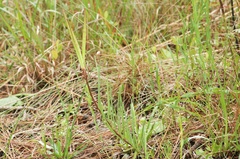 Asclepias michauxii