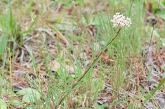 Asclepias michauxii