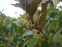 Cestrum bicolor