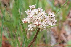 Asclepias michauxii
