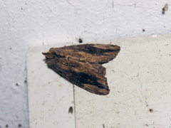 Allodontoides tenebrosa