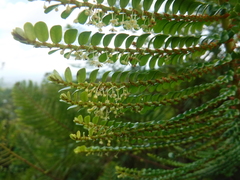 Phyllanthus myriophyllus