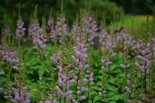Astilbe simplicifolia iNat (3)