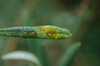 Olive Ring Spot - Photo (c) Nicolas Schwab, some rights reserved (CC BY-NC), uploaded by Nicolas Schwab