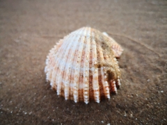 Acanthocardia echinata