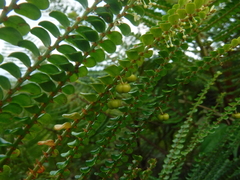 Phyllanthus myriophyllus