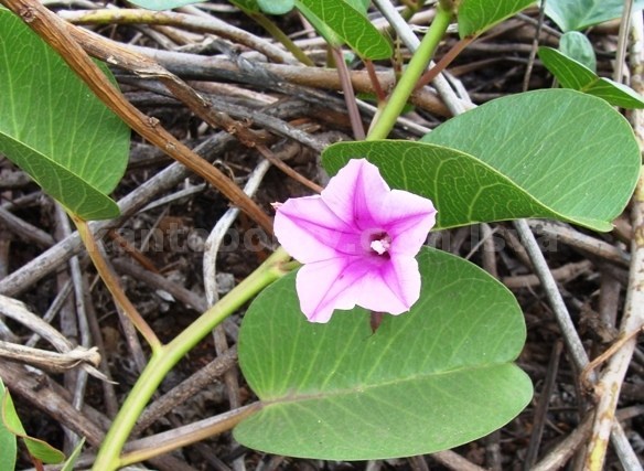 Ipomoea pes-caprae image