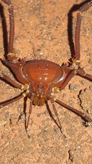 Krateromaspis dilatata